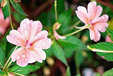 猜测认为《小龙斯派罗》 游戏新作正在开发过程中